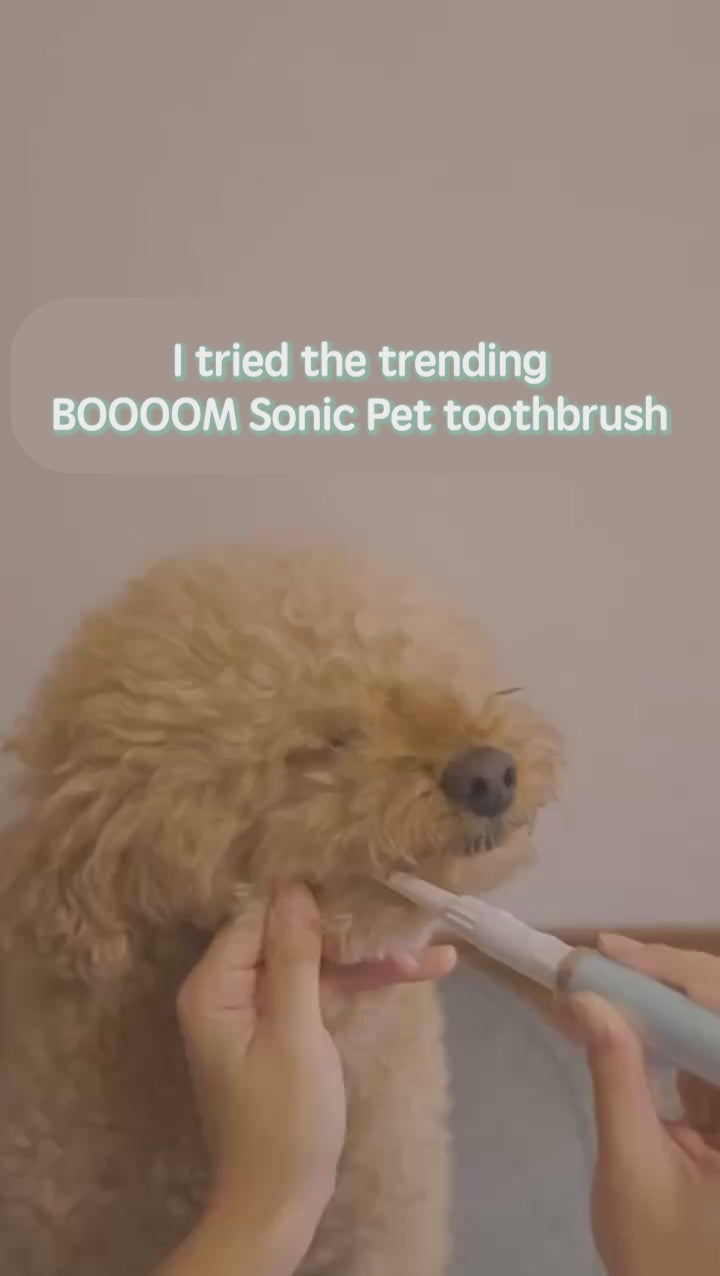 BOOOOM Specific 360° Sonic Pet Toothbrush（Large Brush head） – Made in Japan (Blue/Pink)