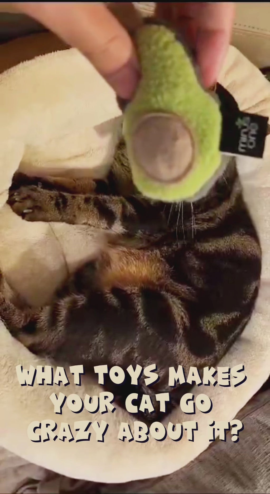 Fruit Cat Toy - Avacado & Banana